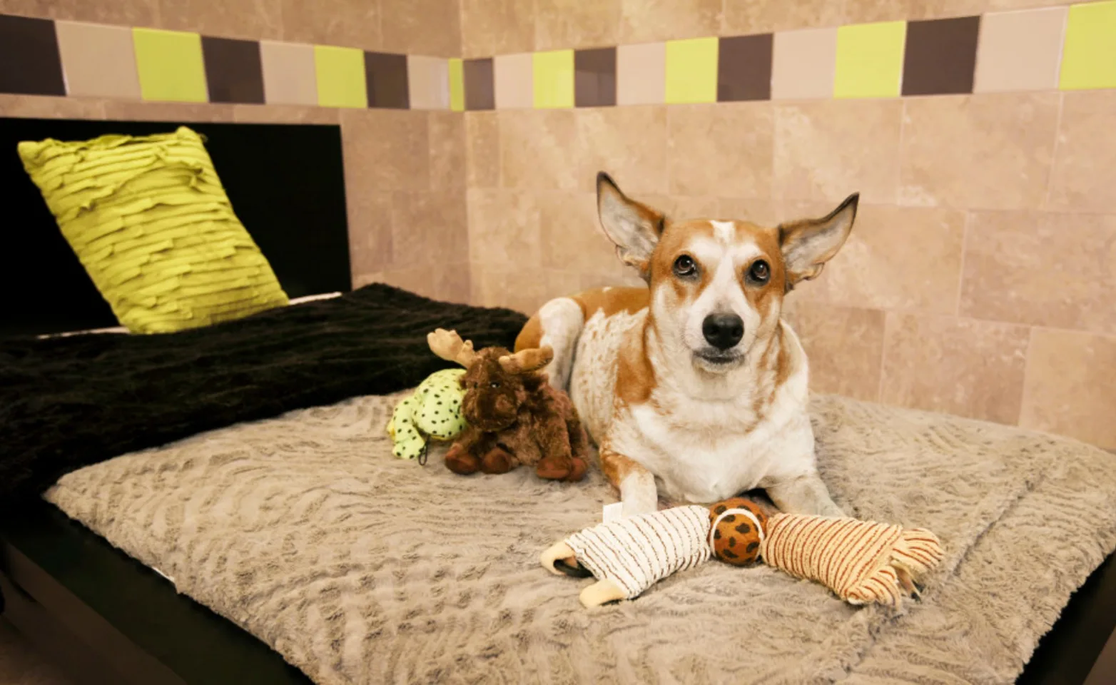 A Boarding Room Suite with a Brown/White Dog sitting on the bed with toys